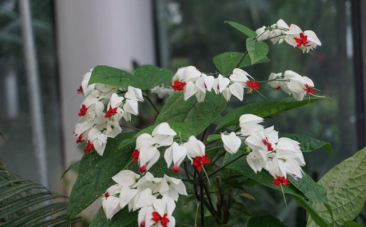 适合家养的4种花，净化空气，帮助睡眠，比绿萝好养很迷人