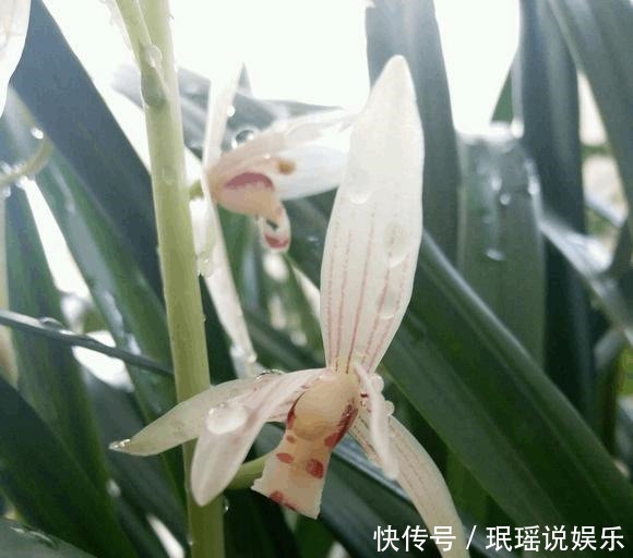 办法|兰花不开花,反而焦叶,几个办法瞬间绿油油