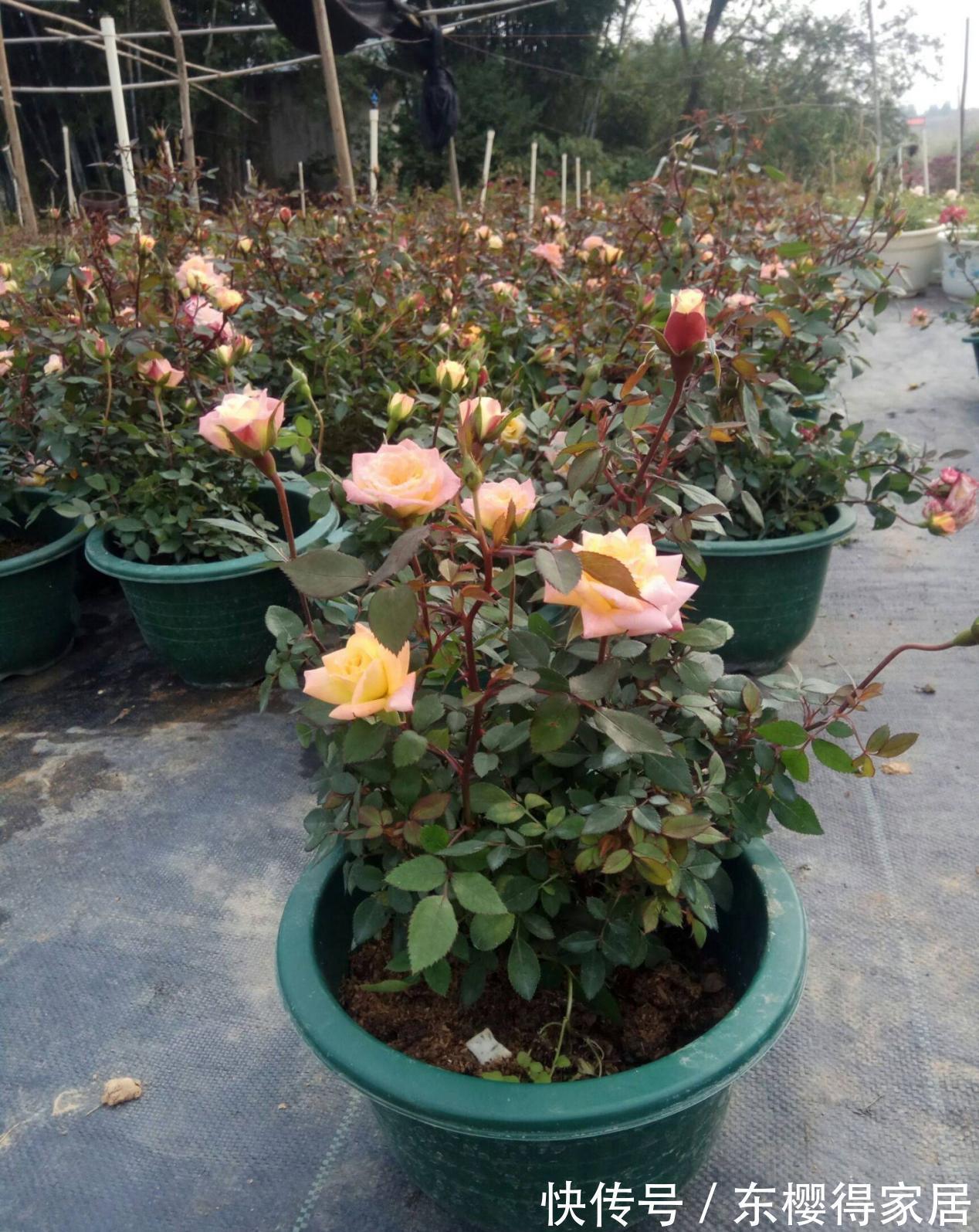 养分|9月降温,养月季希望花叶窜爆盆,万万不能忽略这4点