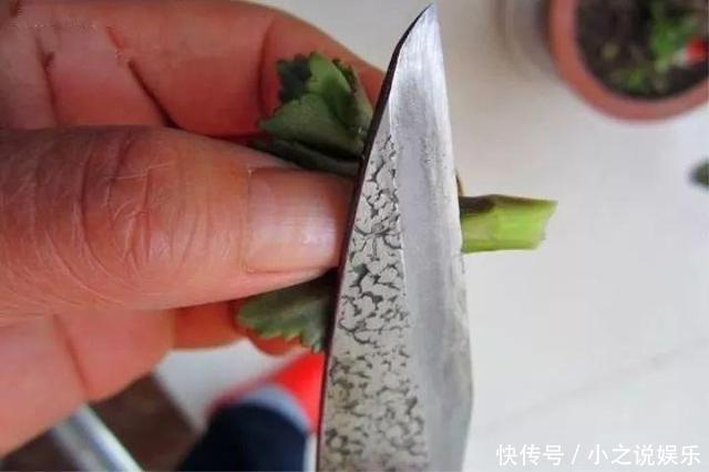 长寿花和玉树“联姻”,半年成“老桩”,养出五颜六色的“花树”