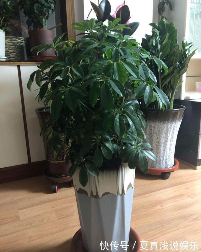 这3种花是吸甲醛高手,再贵也得养一盆,家里人都健康