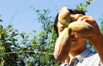 野果|在农村发现这种野果,香甜可口,从来没有见过,有人知道是什么吗