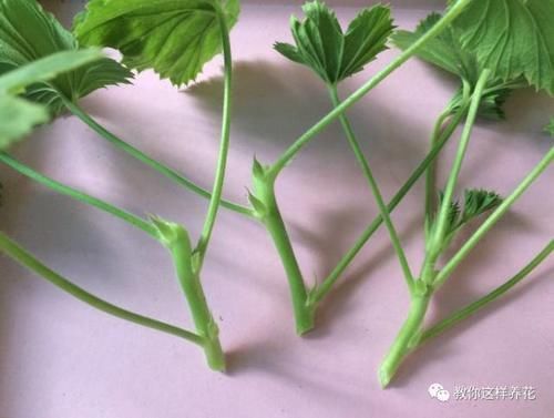 别养绿萝吊兰了,3种花剪根枝,插水里能活,开花一大片!