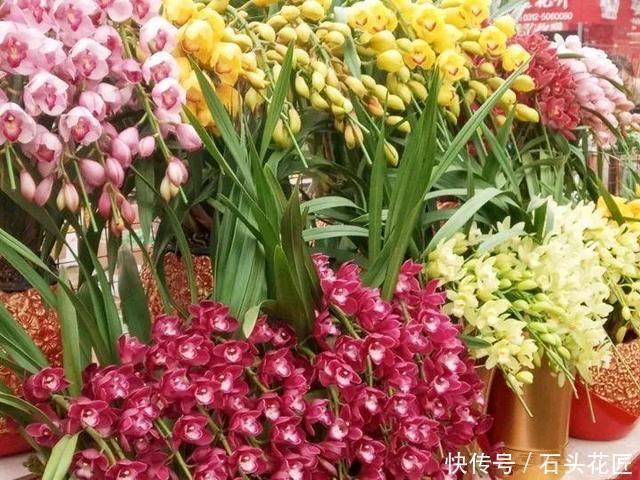 磷酸二氢钾|4种花“专挑”冬天开，10月买回家，养2个月就开花了