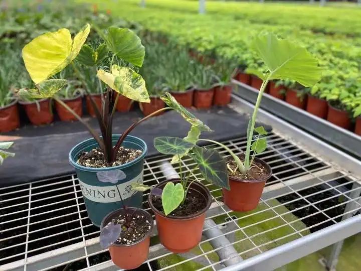 槟榔芋|据说“芋头”成了网红单品，一片破叶子居然要卖1000块
