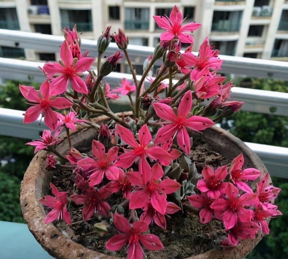 花箭|4款可以开花的多肉植物，观叶赏花都好看，皮实好养，适合新手
