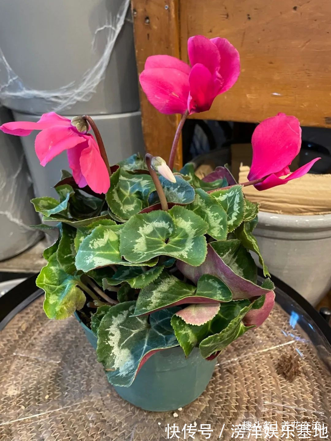 仙客来|勤养鱼,懒养花,10种要粗养才长得好的室内盆栽