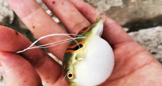 鱼线|窝内来了一群鱼,能看到钓不到,经人指点,鱼被钓起直呼不一般