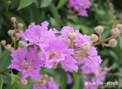 这是那种花欠收拾,剪的越狠越能蹭蹭长不停,轻松花开爆满盆