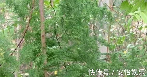 对门邻居家的“文竹”养成精了,整个屋子都爬满了,养花真技术