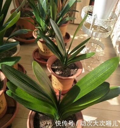 肉质根|做好“2件事”,君子兰根肥,新叶多,年年开“爆盆”