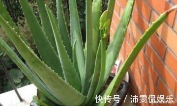 盆栽|现如今，很多人爱养“3种植物”，难怪都钱多，过得好，你家有