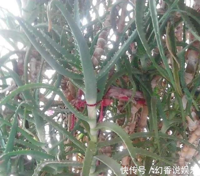 芦荟树|你家的芦荟养了多少年有见过三十年的芦荟“树”吗简直太霸气
