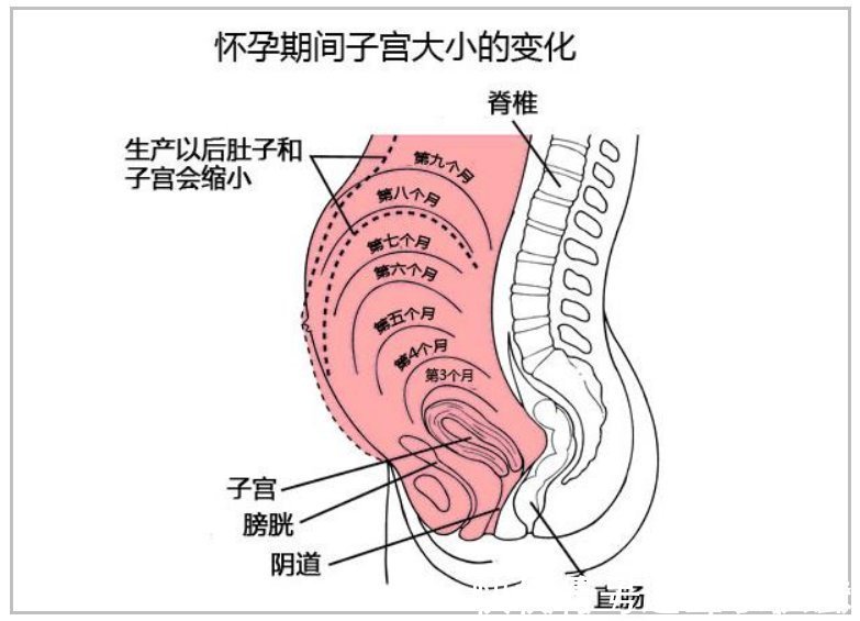 尿频|孕妇的“肚量”有多大一张图告诉你答案孕妇的内脏都被挤没了