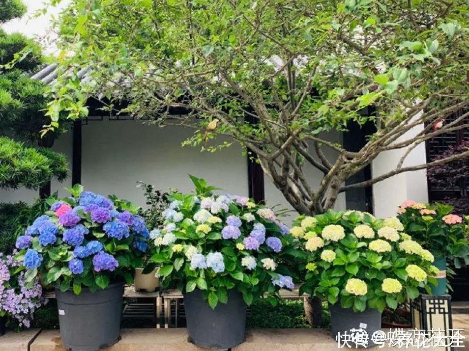 9种花是富贵命，必须大盆养，小盆养会憋死