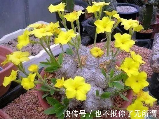 龟甲牡丹|世界上最名贵的花,一盆就是一座房子!