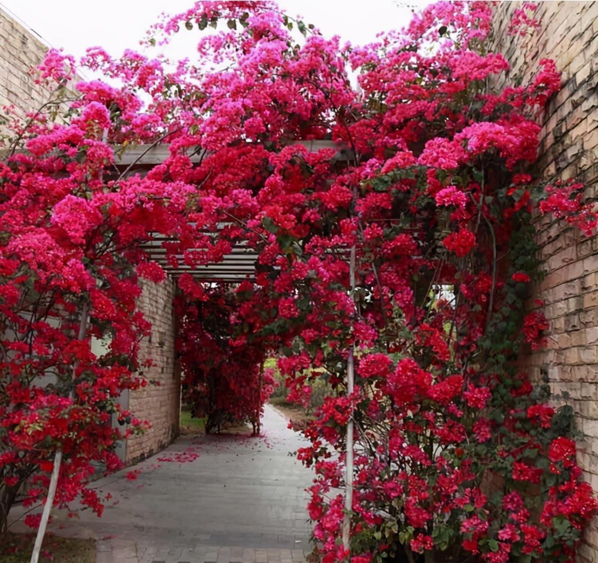 三角梅养不好?3种肥料不能少,一种促花,一种绿叶,一种壮根