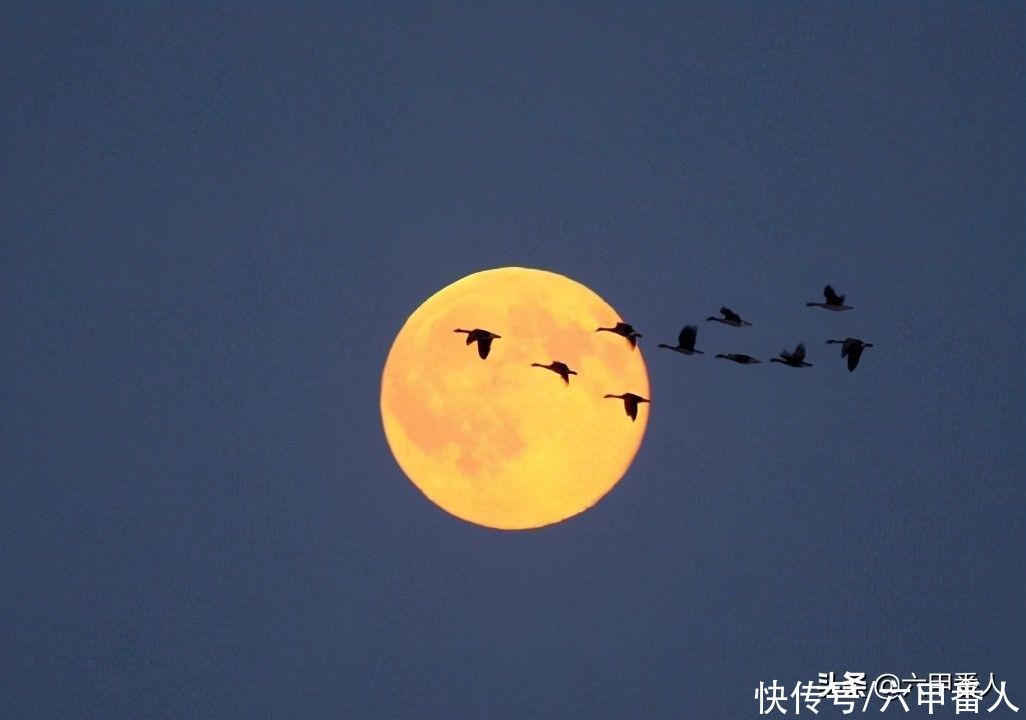 潮生|诡神诗话：七绝·思归，霞归远岫鸿归月，月落潮生晓色催