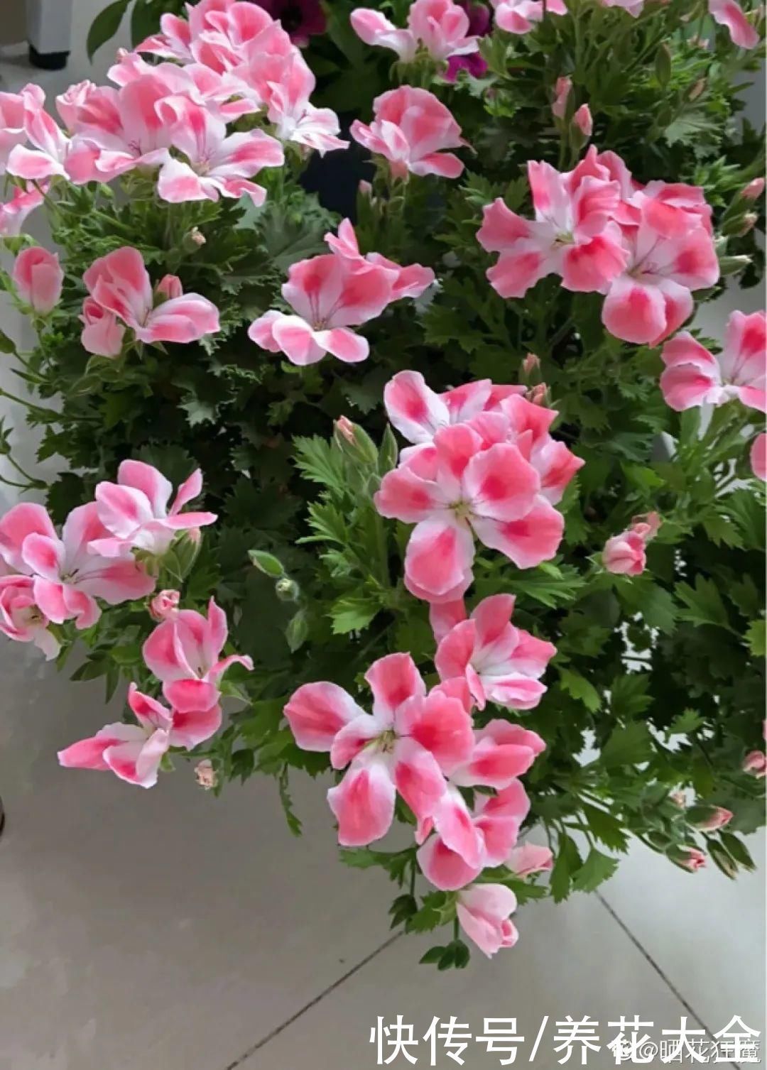 橡皮树|养花就怕乱浇水,越浇死得越快,赶紧住手