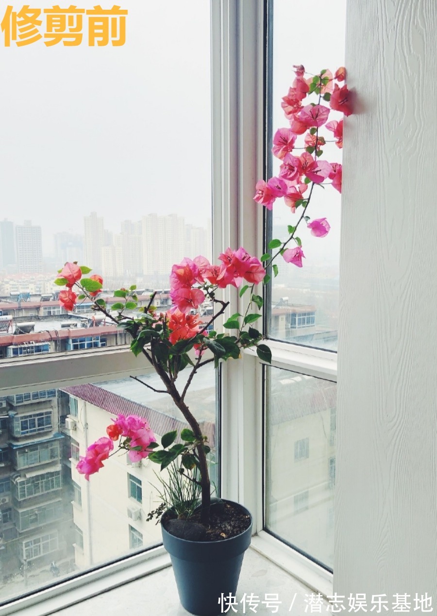 6种“漂亮花”，长了就狠剪，舍不得剪害处大，耽误一年开花量
