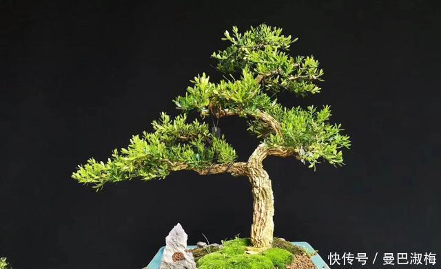 黄杨|不管家中再小,一定要摆放上一盆“木中君子”