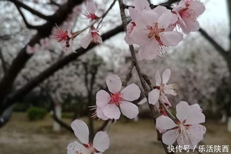 中年|百花争春时节，在西安，这些浪漫的事情一安排 ，想怎么嗨都行