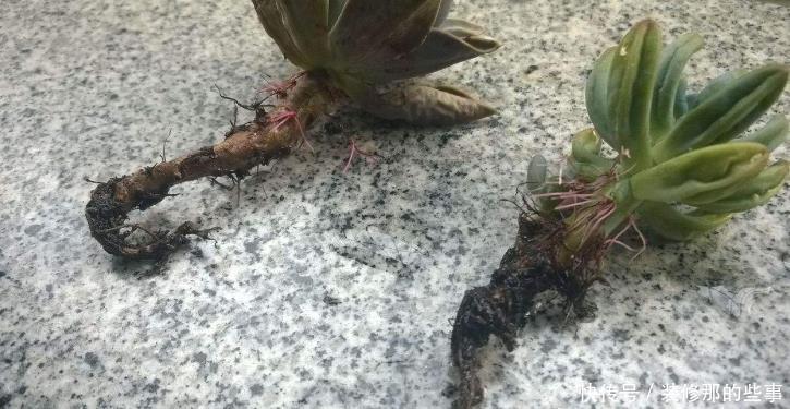 根部|出现这4种状况,就该给多肉换盆了,别犯懒!