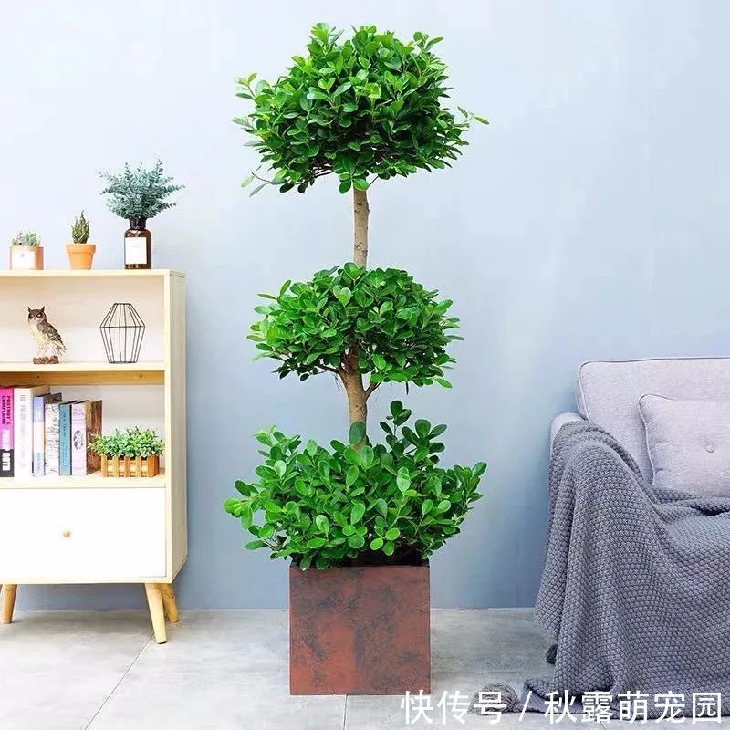 观赏价值|八种命里带“钱”的植物，家里养一盆，招财又旺运，你家养了几种