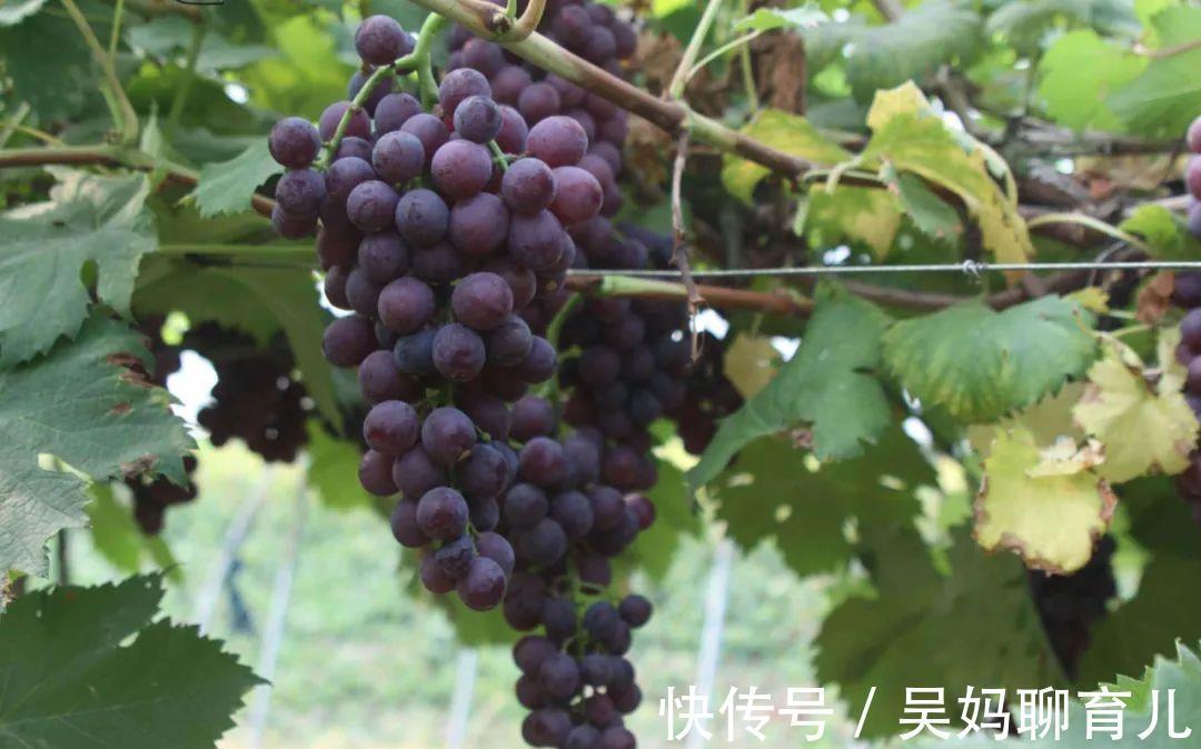 补充|经常补充这3种物质，50岁的皮肤，也可以像30岁那般靓丽