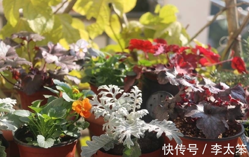 兰花|5种“过期药”别扔，磨成粉养花，代替生根粉营养液，杀菌防病害