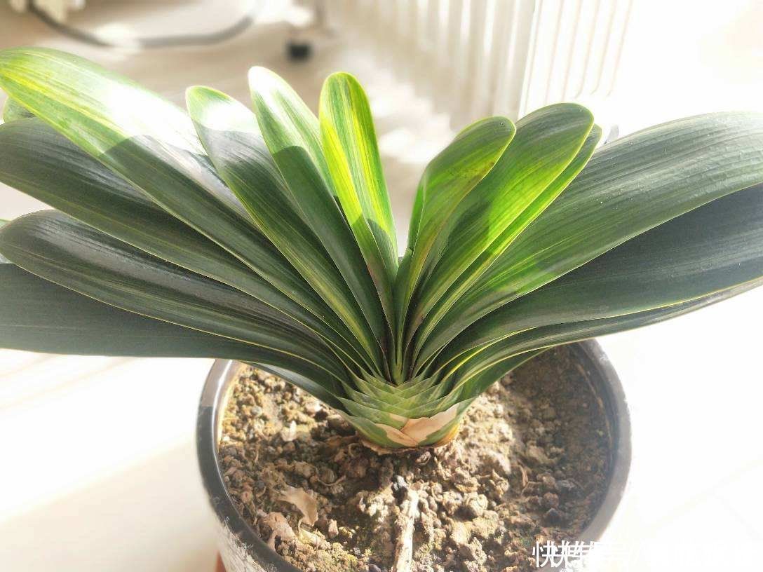 微酸性|君子兰叶子越长越小,搬到太阳地儿使劲晒,叶子油亮翠绿特精神