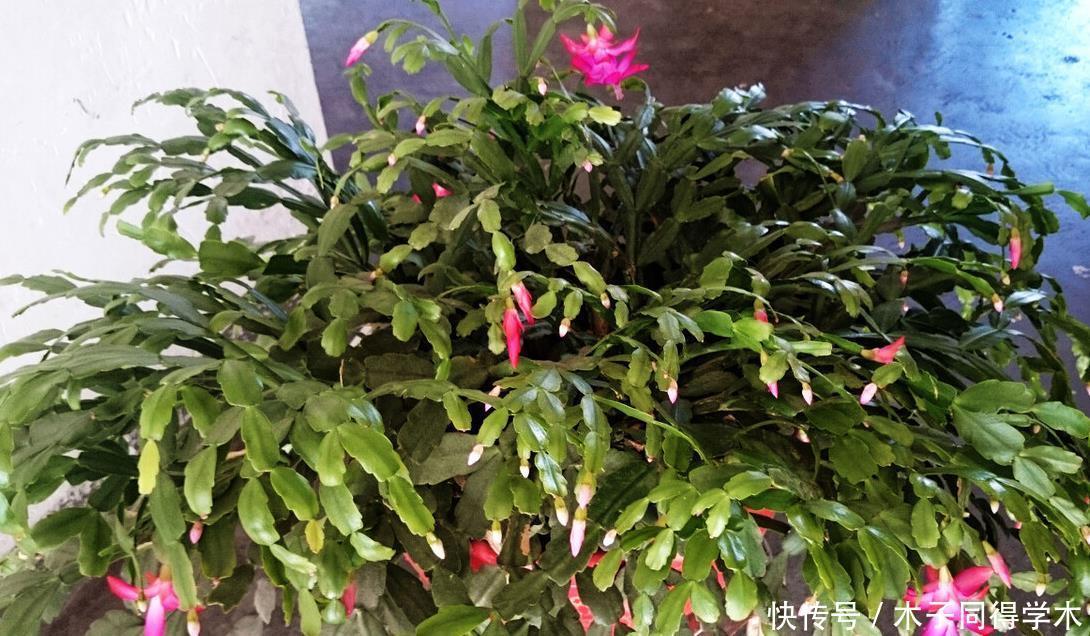 进入春天，就别让蟹爪兰开花了！这样养护叶片肥厚容易度夏