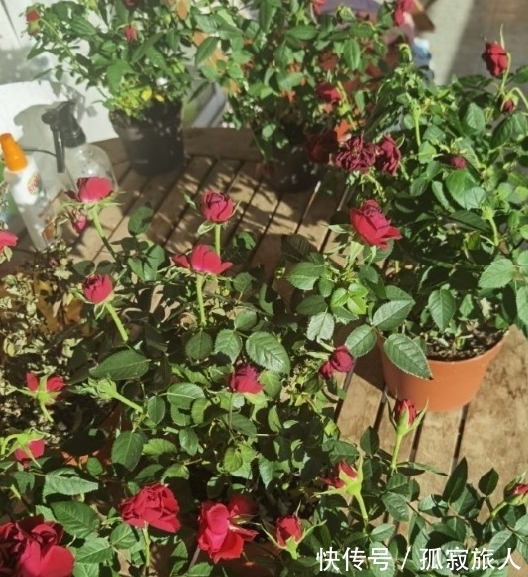 盆栽小玫瑰到手一天就蔫了,怎么破,做好4点安心看花