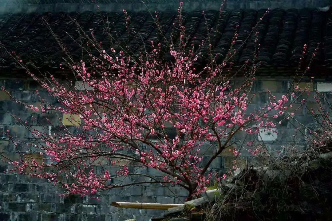 老年|怦然心动！来三门这座“中国画里的村庄”，查收春日小“梅”好！