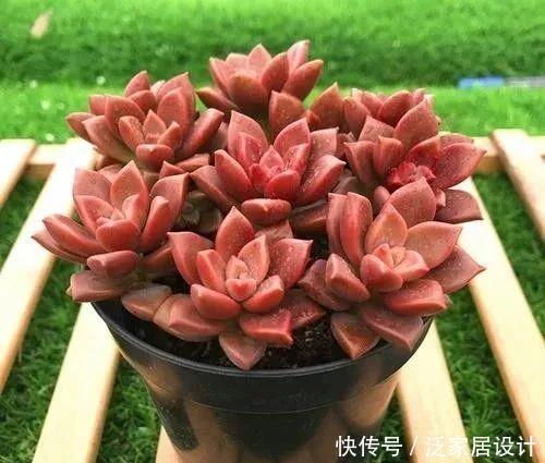 植物|8款颜值奇高的多肉植物,第4盆最好养,第5盆好多人见了就想掐