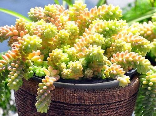  叶子|多肉玉缀怎么养？掌握“4点”，一簇簇的叶子将长得又密又粉嫩