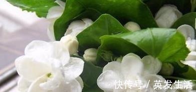 盆栽|这些花,命太大,成桶成桶喝水,烈日下开花,开爆整个夏天!