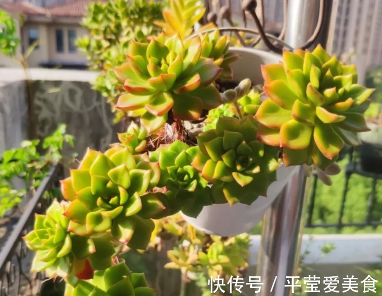 养花常备1种肥就够了,毕竟所有的植物大多数时间都用得上