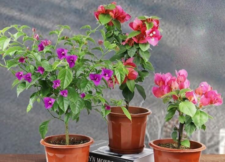 花卉|万能养花土,就去这里挖,疏松肥沃酸性大,养啥花都旺