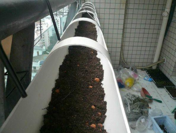 接婆婆来城里住，闲不住在阳台种菜，结果一年蔬菜都不用买了