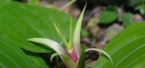 润肺|一味中药润肺气、治咳嗽,无论新久咳嗽、寒热咳嗽,皆可用之