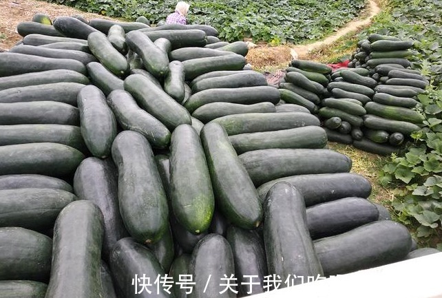 冬瓜|买冬瓜时,黑皮好还是青皮好?口感差别大,做法也不同,别买错了