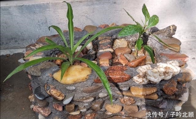 石子|花盆不用买,河边捡堆小石头,做成漂亮的小花盆,养花好有韵味!