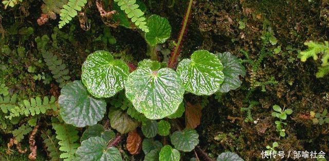 有种小野草能开花，盆植无光也能活，可爱却很霸气