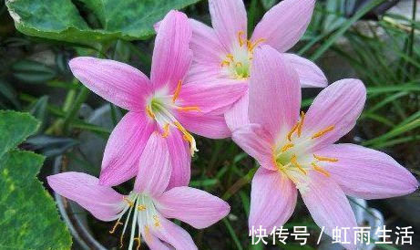 新手|此花卉漂亮,美如莲花,花期长花量大,最好养,懒人新手盆栽佳品