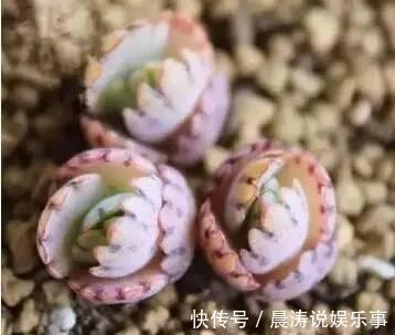 大和锦|多肉长残的照片,看一次笑一次,根治各种抑郁