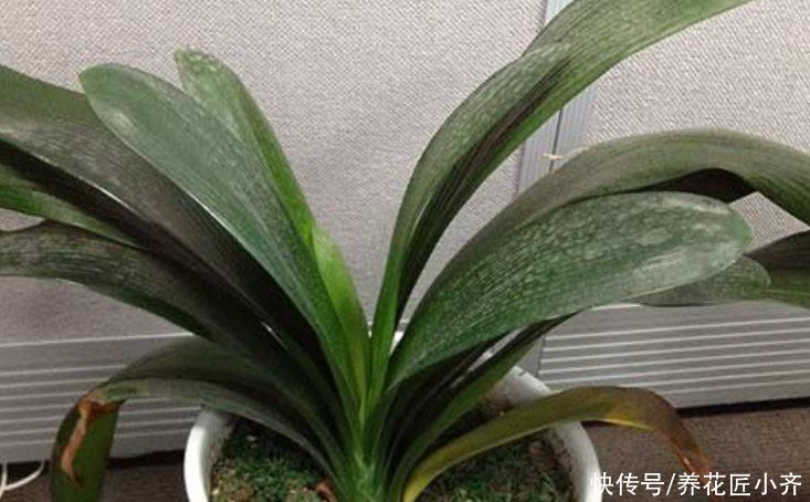 秋季给君子兰换土，通过3点判断是否该换，掌握方法不影响开花