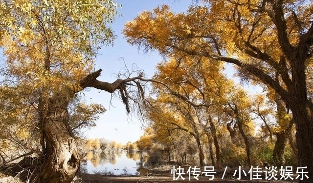 塔里木盆地|世界上面积最大、分布最密集、存活最好的天然胡杨林，轮台胡杨林