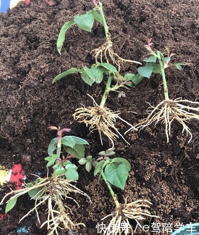 生根剂还用买自己在家做,用一点白根呼呼窜!