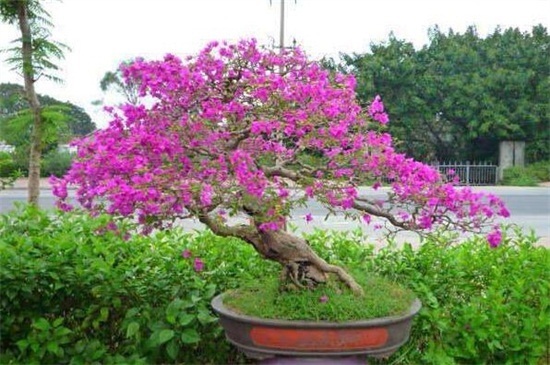 三角梅不开花教你4招，花苞疯长，花香四溢，轻松爆盆！